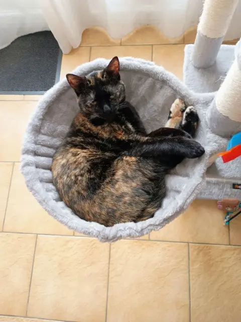 chatte lost   81990 Le Sequestre Uta