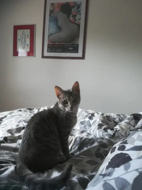 chatte lost   81800 Rabastens Lilas
