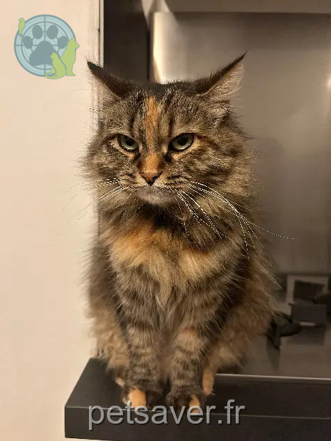 Chatte Perdue 81 Tarn - Lily-minouche Chatte Perdue 81 Tarn - Lily-minouche