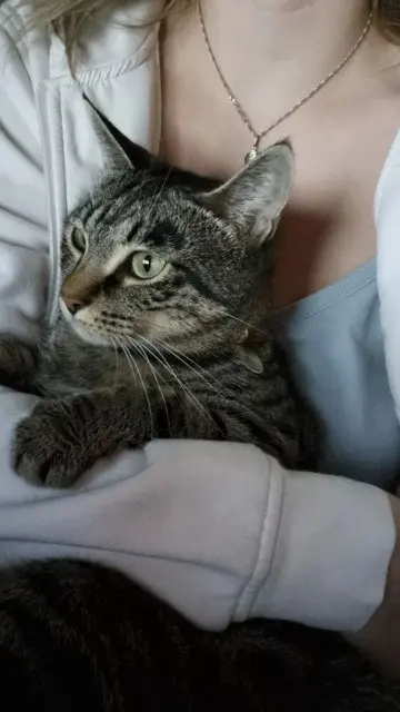 chatte lost   81100 Castres Luna