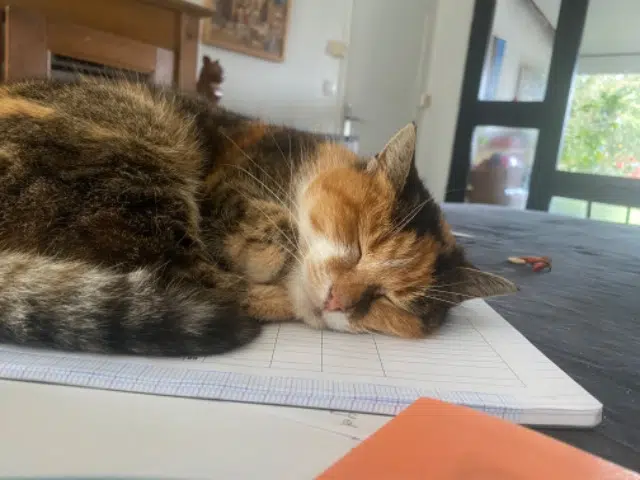 chatte lost   81500 Lavaur Mala