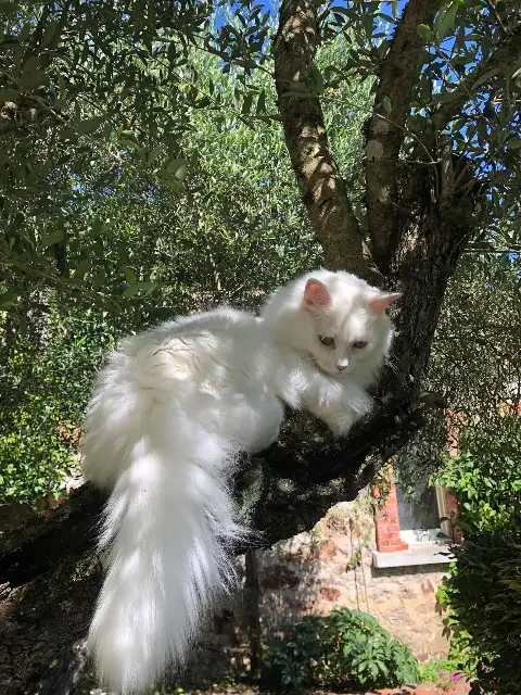 chatte lost   81400 Blaye-les-Mines Maya