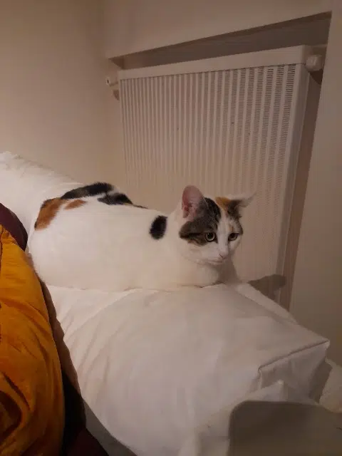 chatte lost   81000 Albi Miel