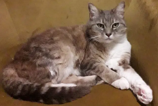 chatte lost   81300 Graulhet Mimine