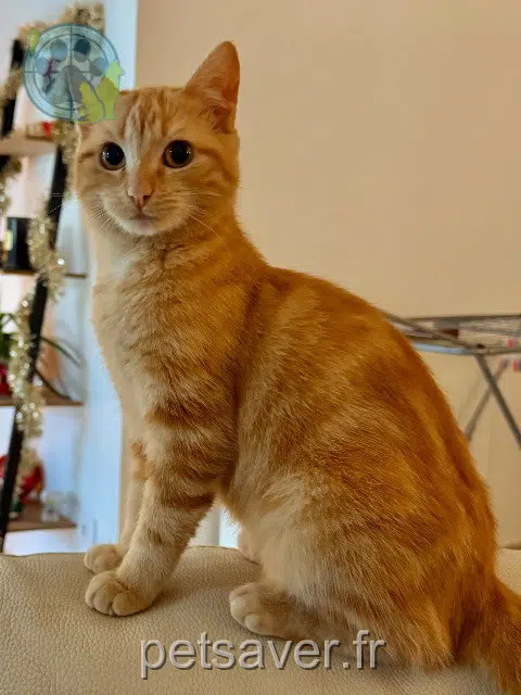 Katze lost   81450 Le Garric Mimine