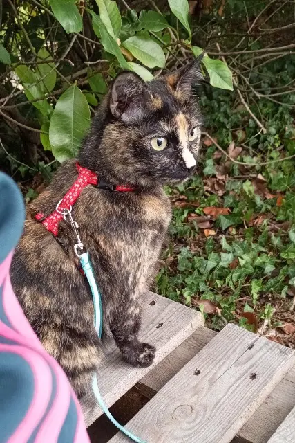 chatte lost   81100 Castres Mimine