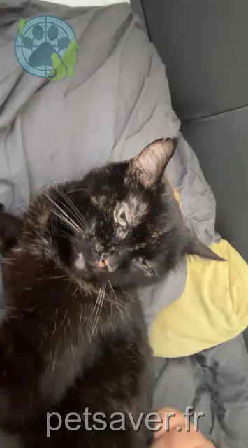 chatte lost 81100 Castres Minette