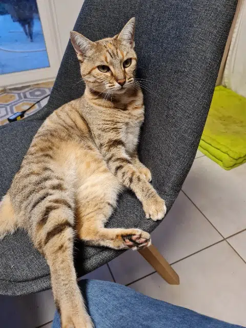 chatte lost   81990 Cunac Minette