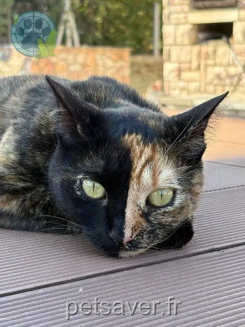 chatte lost 81290 Saint-Affrique-les-Montagnes Mira