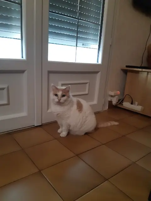 chatte lost   81000 Albi Missy