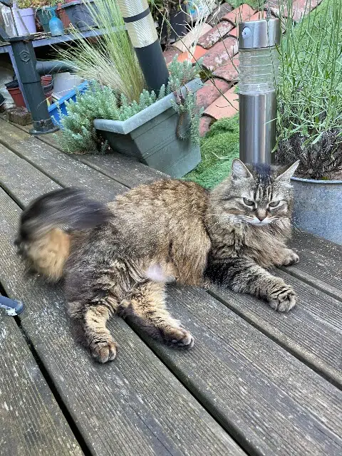 chatte lost   81000 Albi Momo