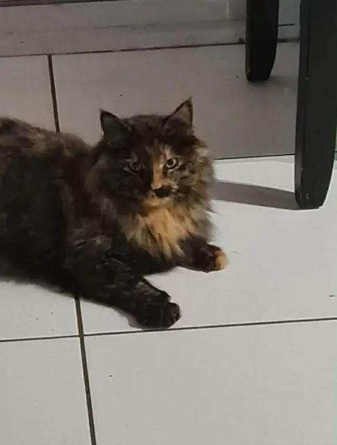 chatte lost   81200 Mazamet Moon