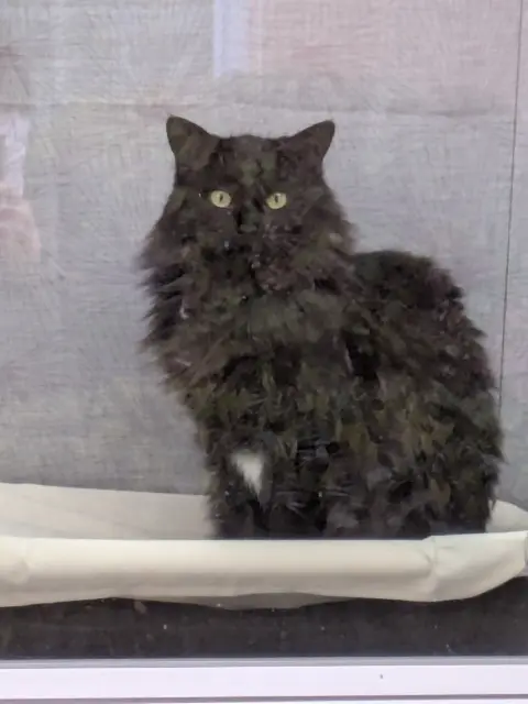 chatte lost   81600 Gaillac Moski