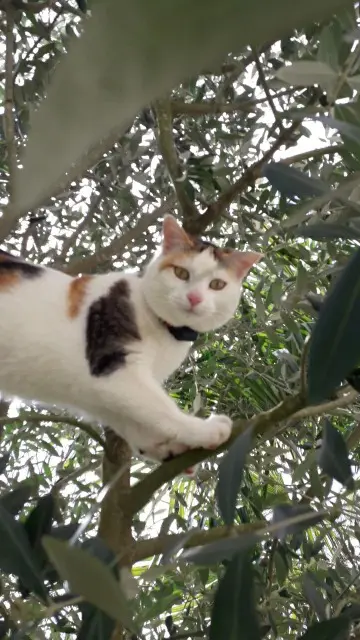 chatte lost   81170 Livers-Cazelles Moumoune