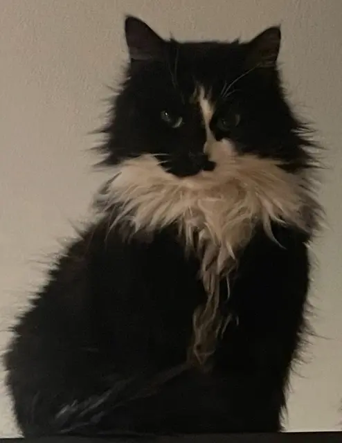 chatte lost   81150 Marssac-sur-Tarn Nala