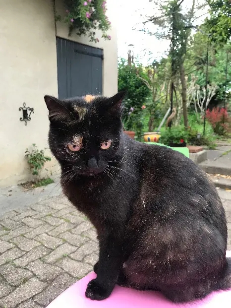 Chatte Perdue 81 Tarn Chatte Perdue 81 Tarn