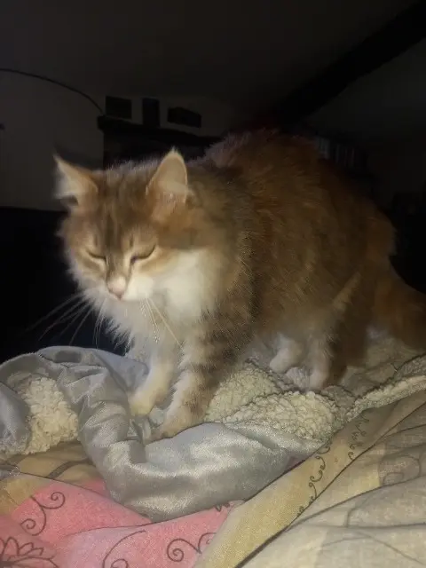 chatte lost   81170 Saint-Martin-Laguépie Nimbus