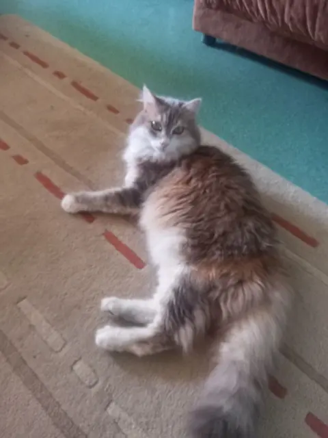 chatte lost   81170 Saint-Martin-Laguépie Nimbus