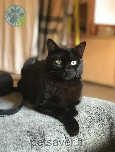 chatte perdue 81200 Mazamet Nini chatte lost 81200 Mazamet Nini