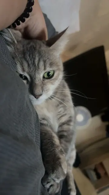 chatte lost   81290 Labruguière Nounoute