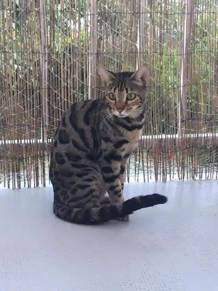 Chatte Perdue 81 Tarn - Padja Chatte Perdue 81 Tarn - Padja