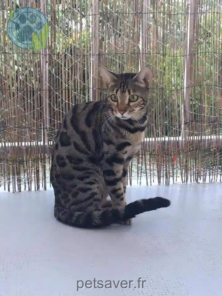 Chatte Perdue 81 Tarn - Padja Chatte Perdue 81 Tarn - Padja