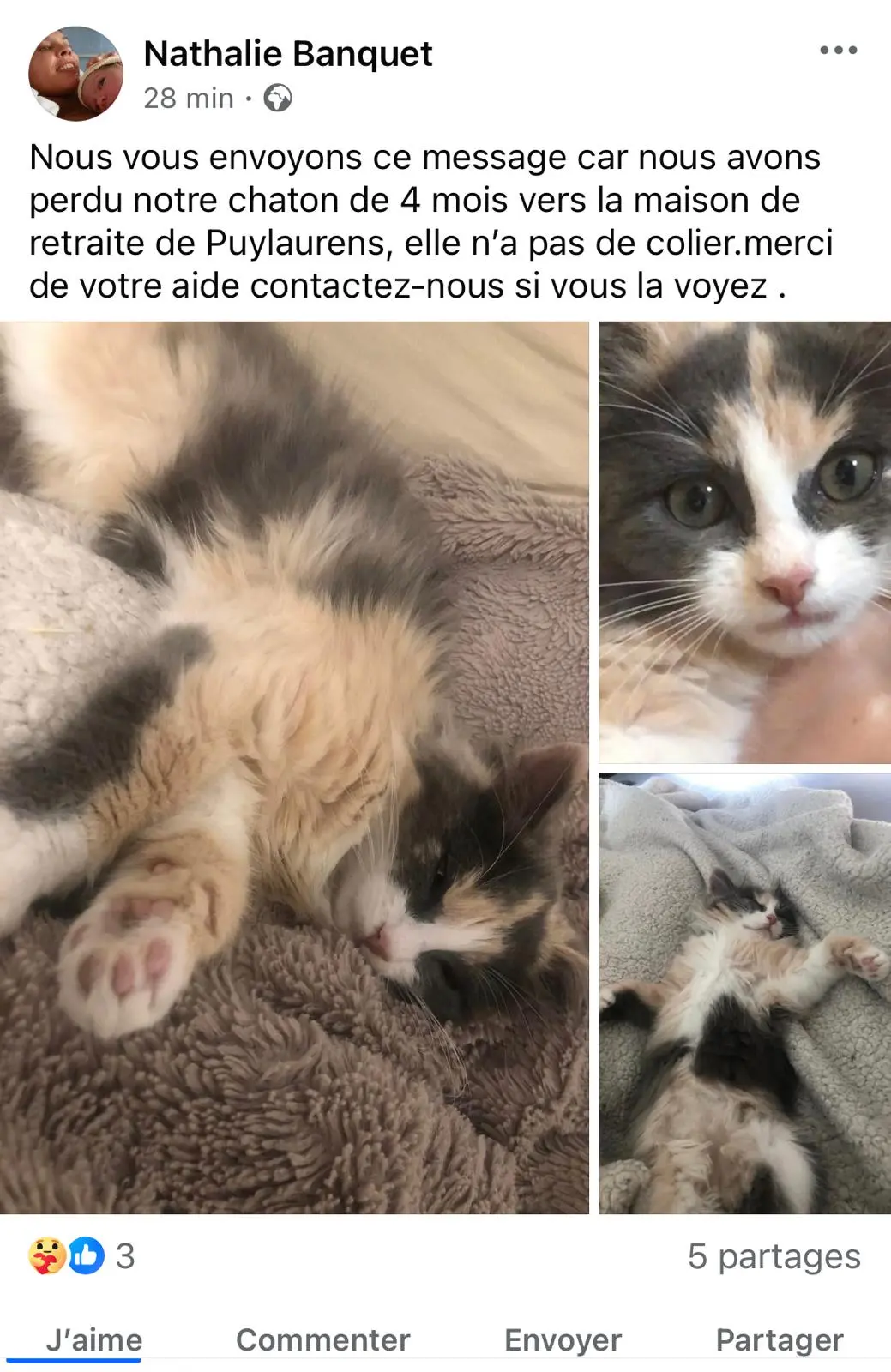 Chatte Perdue 81 Tarn - Peluche Chatte Perdue 81 Tarn - Peluche