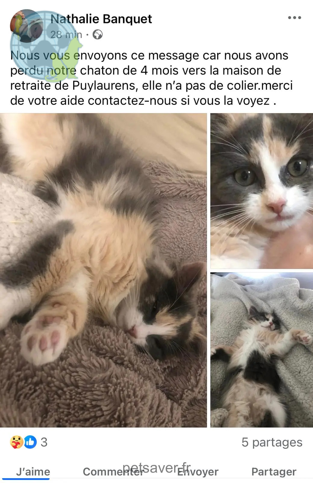 Chatte Perdue 81 Tarn - Peluche Chatte Perdue 81 Tarn - Peluche