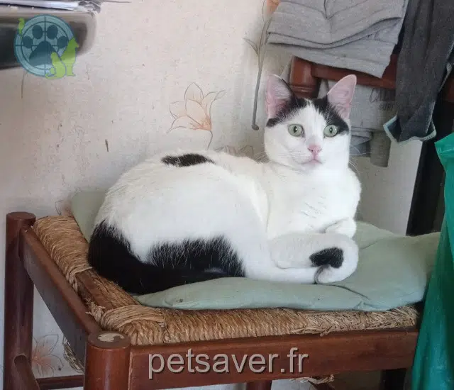chatte perdue 81660 Pont-de-Larn Minette chatte lost 81660 Pont-de-Larn Minette