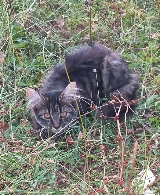 chatte lost   81400 Blaye-les-Mines Princesse