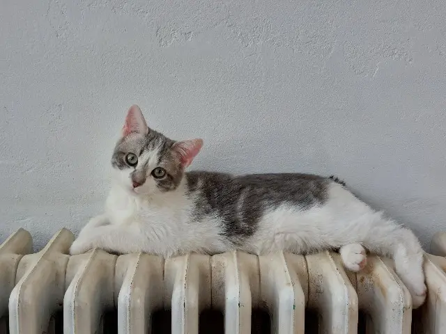 chatte lost   81000 Albi Pépite
