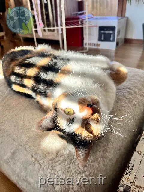 chatte lost   81330 Lacaze Pépite