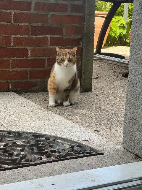 chatte lost   81200 Aussillon Roukie