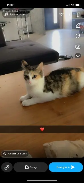 chatte lost   81580 Soual Ruby
