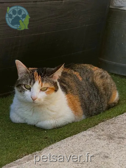 Katze vermisst 81990 Cunac Ruby Katze lost 81990 Cunac Ruby