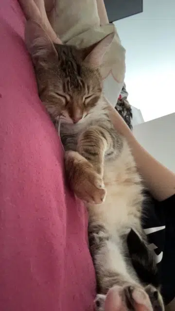 chatte lost   81120 Réalmont Simba