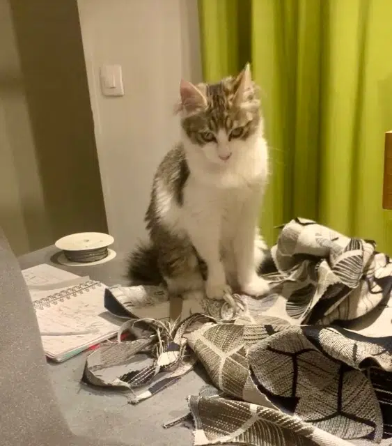 chatte lost   81580 Soual Stef