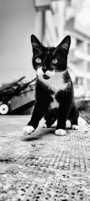 chatte lost   81600 Gaillac Syllab