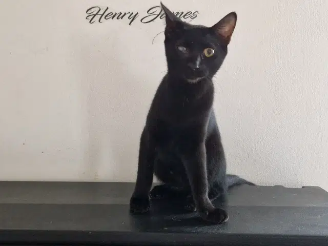 chatte lost   81120 Lamillarié Tahoma