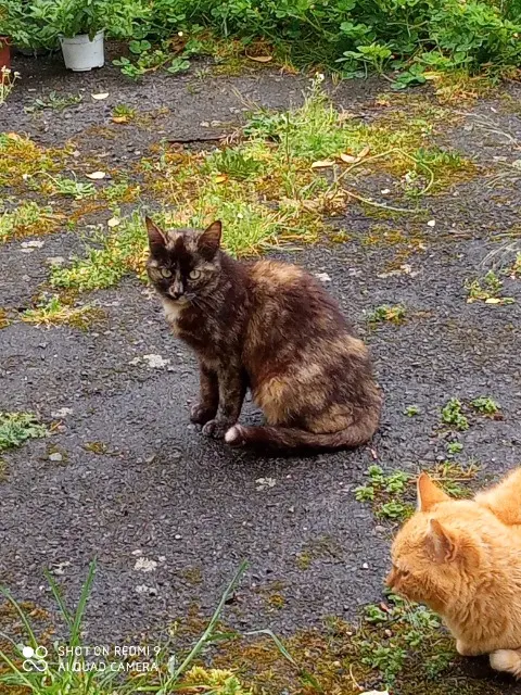 chatte lost   81120 Terre-de-Bancalié Zébulon