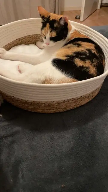 chatte lost   81600 Gaillac Thecat