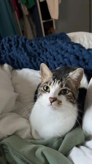 chatte lost   81160 Saint-Juéry Titi