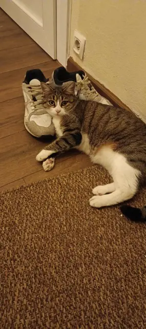 chatte lost   81600 Brens Tsunade