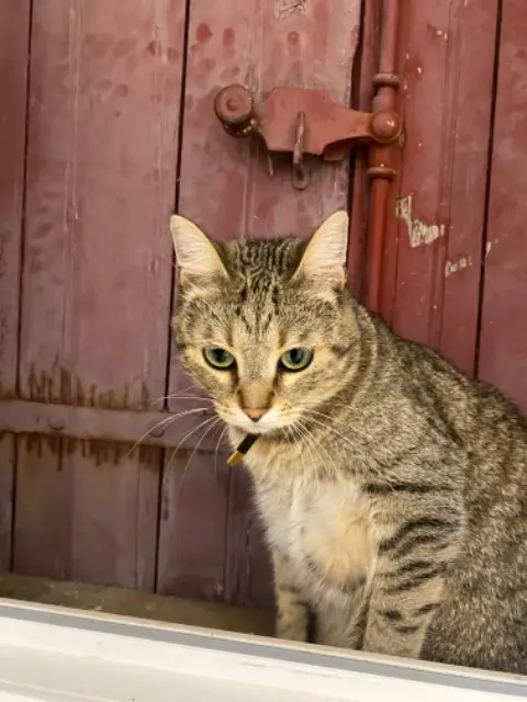 chatte lost   81990 Cunac Tya