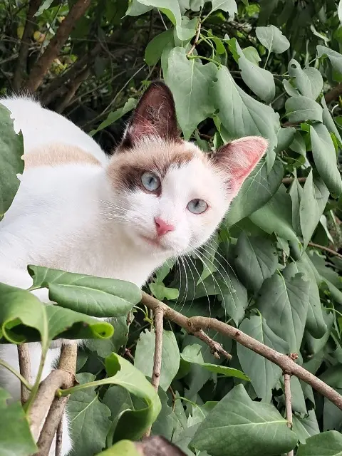 chatte lost   81380 Lescure-d'Albigeois Vanille