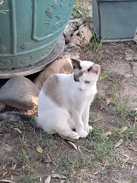 chatte lost   81380 Lescure-d'Albigeois Vanille