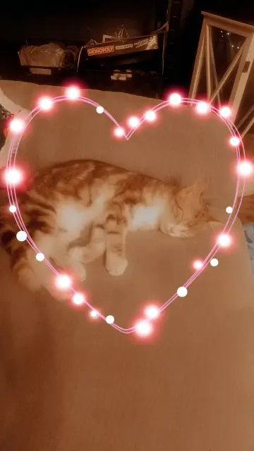 chatte lost   81600 Gaillac Youna