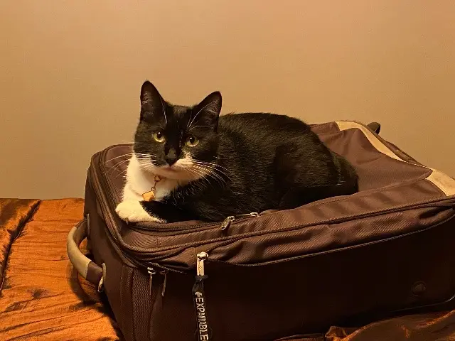 chatte lost   81800 Rabastens Yuna