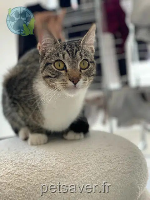 Katze lost   81600 Gaillac Zanka