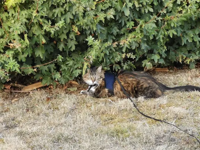 chatte lost   81130 Taïx Ziggie